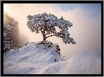 Zima, Góry, Mgła, Drzewo, Park prowincjonalny Daedunsan, Jeolla Północna, Korea Południowa