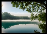 Jezioro, Mgła, Poranek, Drzewo, Gałęzie
