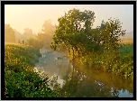 Rzeka, Mgła, Drzewa