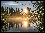 Rzeka, Mgła, Promienie słońca, Trawy, Pajęczyna, Drzewa