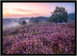 Wrzosowisko, Wschód słońca, Poranek, Drzewo, Mgła, Park Narodowy Veluwezoom, Prowincja Geldria, Holandia