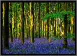 Anglia, Hrabstwo Hampshire, Wieś Micheldever, Las, Micheldever Wood, Drzewa, Kwiaty, Hiacyntowiec zwyczajny, Światło słoneczne