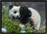 Miś, Panda, Drzewo, Śnieg, Zima