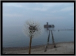 Mleczyk, Plaża, Babie, Doły