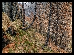 Jesień, Góry, Drzewa, Modrzewie, Trawa, Skała, Ścieżka