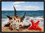 Morze, Plaża, Fantazyjna Muszla, Czerwona Rozgwiazda