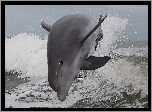 Delfin, Morze, Fale