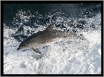 Delfin, Morze, Piana