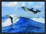 Delfiny, Morze, Niebo