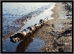 Morze, Plaża, Drewniana, Kłoda