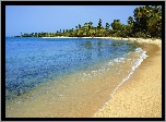 Morze, Plaża, Drzewa, Las