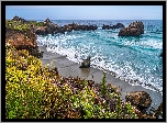 Morze, Skały, Kwiaty, Wybrzeże, Big Sur, Kalifornia, Stany Zjednoczone