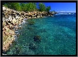 Morze, Skalisty, Brzeg, Drzewa, Kauai, Hawaje