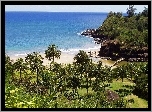 Morze, Ogród, Palmy, Kauai, Hawaje