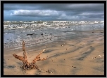 Morze, Plaża, Korzeń, Drzewa