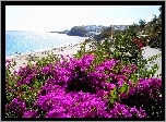 Morze, Plaża, Kwiaty, Hiszpania