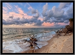 Morze, Plaża, Chmury, Niebo, Korzenie
