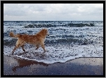 Pies, Morze, Horyzont