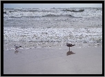 Morze, Bałtyckie, Plaża, Mewy