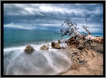 Plaża, Morze, Drzewo
