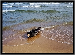 Morze, Bałtyk, Fale, Plaża, Kłoda