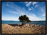 Morze, Kamienna, Plaża, Drzewo