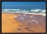 Plaża, Morze, Mewy