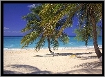 Plaża, Morze, Palmy