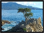 Cyprys wielkoszyszkowy, Drzewo, Atrakcja Lone Cypress, Skała, Pebble Beach, Zatoka Monterey, Morze, Kalifornia, Stany Zjednoczone