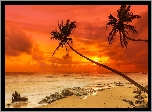 Plaża, Pochylone, Palmy, Morze, Zachód Słońca