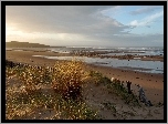 Morze, Plaża, Trawy, Chmury