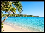 Tropiki, Plaża, Palmy, Morze