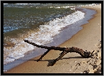 Morze, Bałtyk, Fale, Plaża, Uschnięta, Gałąź
