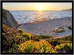 Morze, Plaża, Kwiaty, Wschód, Słońca