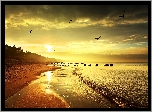Morze, Plaża, Ptaki, Wschód Słońca