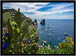 Capri, Włochy, Kaktusy, Morze, Skały, Wybrzeże