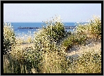 Morze, Plaża, Wydmy, Trawy