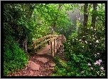 Park, Mostek, Drzewa
