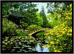 Park, Mostek, Altanka, Krzewy, Lilie wodne, Wiosna,  Staw