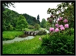 Mostek, Park, Kwiaty, Stourhead, Anglia