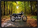 Motocykl, Las, Droga, Liście, Jesień