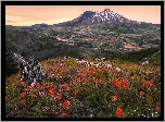 Góry Kaskadowe, Góra, Wulkan, Mount St Helens, Łąka, Kwiaty, Konar, Stan Waszyngton, Stany Zjednoczone