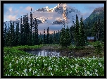 Kwiaty, Lilie lawinowe, Staw, Góry, Drzewa, Park Narodowy Mount Rainier, Stan Waszyngton, Stany Zjednoczone
