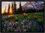 Góra, Drzewa, Świerki, Łąka, Kwiaty, Łubin, Park Narodowy Mount Rainier, Stan Waszyngton, Stany Zjednoczone