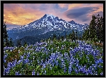 Góry, Łąka, Niebieskie, Łubiny, Drzewa, Stratowulkan, Mount Rainier, Park Narodowy Mount Rainier, Stan Waszyngton, Stany Zjednoczone