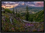 Góry Kaskadowe, Stratowulkan, Mount St Helens, Łąka, Kwiaty, Drzewa, Stan Waszyngton, Stany Zjednoczone