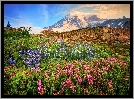 Stany Zjednoczone, Stan Waszyngton, Stratowulkan Mount Rainier, Góry Kaskadowe, Kwiaty, Łąka, Kamienie