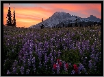 Stany Zjednoczone, Stan Waszyngton, Stratowulkan Mount Rainier, Góry, Niebo, Łąka, Kwiaty, Łubin