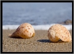 Muszelki, Piasek, Plaża, Fale, Morze