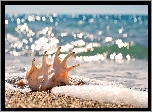Muszla, Skrzydelnika, Olbrzymiego, Plaża, Piasek, Morze